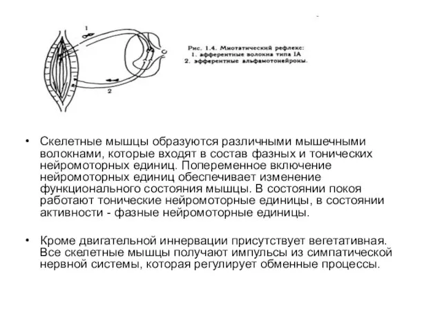 Скелетные мышцы образуются различными мышечными волокнами, которые входят в состав фазных