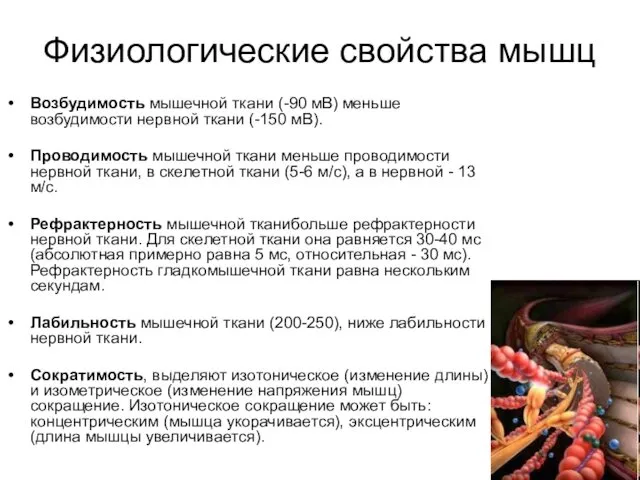 Физиологические свойства мышц Возбудимость мышечной ткани (-90 мВ) меньше возбудимости нервной