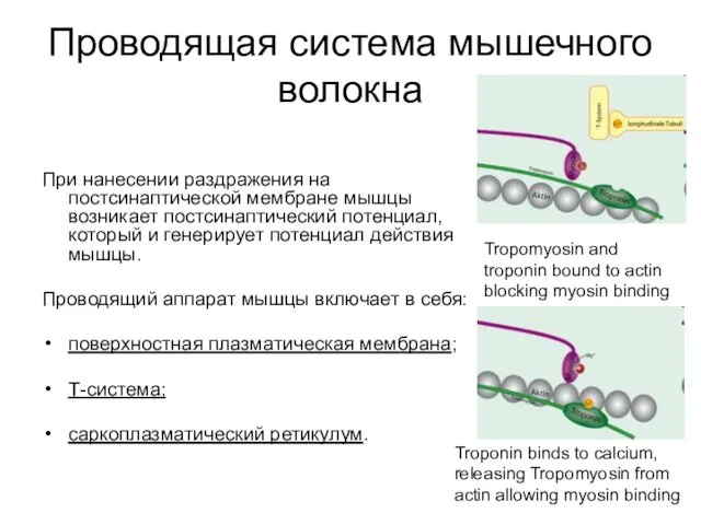 Проводящая система мышечного волокна При нанесении раздражения на постсинаптической мембране мышцы