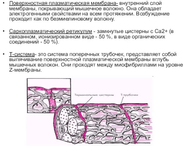 Поверхностная плазматическая мембрана- внутренний слой мембраны, покрывающий мышечное волокно. Она обладает