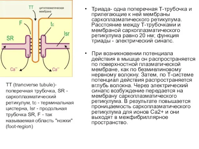 Триада- одна поперечная Т-трубочка и прилегающие к ней мембраны саркоплазматического ретикулума.