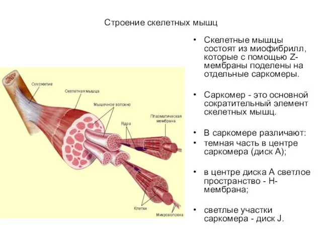 Строение скелетных мышц Скелетные мышцы состоят из миофибрилл, которые с помощью