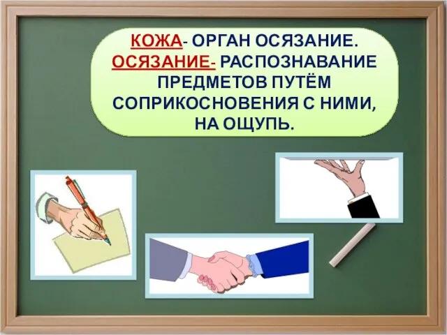 КОЖА- ОРГАН ОСЯЗАНИЕ. ОСЯЗАНИЕ- РАСПОЗНАВАНИЕ ПРЕДМЕТОВ ПУТЁМ СОПРИКОСНОВЕНИЯ С НИМИ, НА ОЩУПЬ.