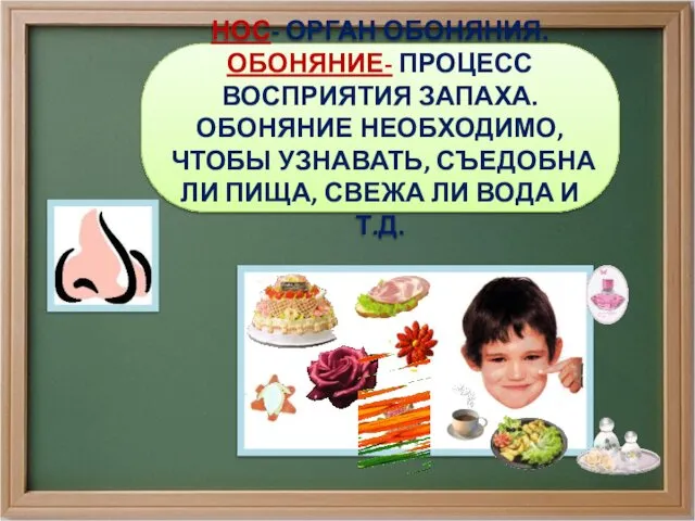 НОС- ОРГАН ОБОНЯНИЯ. ОБОНЯНИЕ- ПРОЦЕСС ВОСПРИЯТИЯ ЗАПАХА. ОБОНЯНИЕ НЕОБХОДИМО, ЧТОБЫ УЗНАВАТЬ,