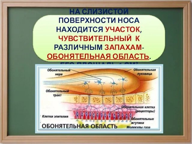 НА СЛИЗИСТОЙ ПОВЕРХНОСТИ НОСА НАХОДИТСЯ УЧАСТОК, ЧУВСТВИТЕЛЬНЫЙ К РАЗЛИЧНЫМ ЗАПАХАМ- ОБОНЯТЕЛЬНАЯ ОБЛАСТЬ. ЕГО ПЛОЩАДЬ 1 СМ2