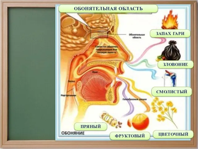 ОБОНЯТЕЛЬНАЯ ОБЛАСТЬ ЗАПАХ ГАРИ ЗЛОВОНИЕ СМОЛИСТЫЙ ЦВЕТОЧНЫЙ ФРУКТОВЫЙ ПРЯНЫЙ