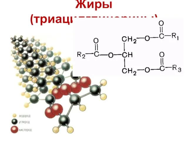 Жиры (триацилглицерины)