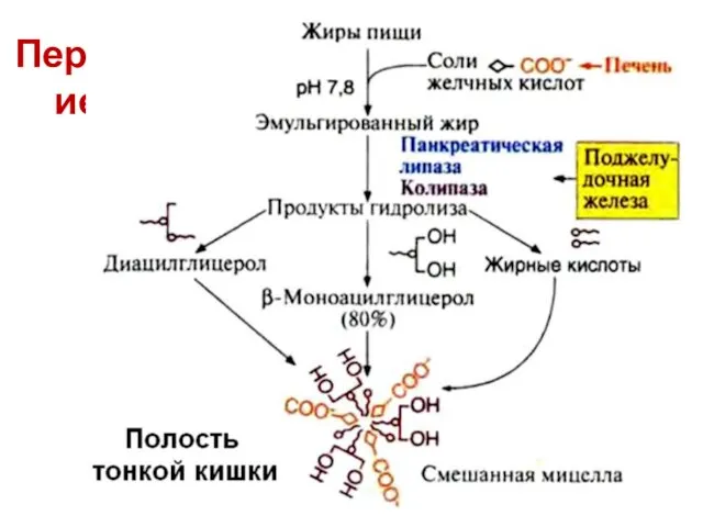 Переваривание жиров