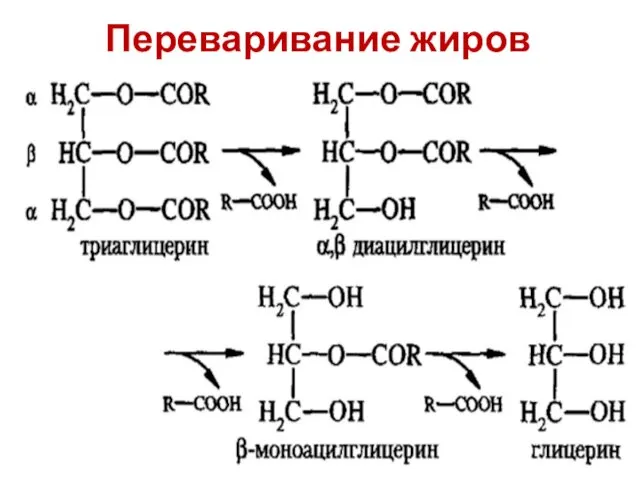 Переваривание жиров