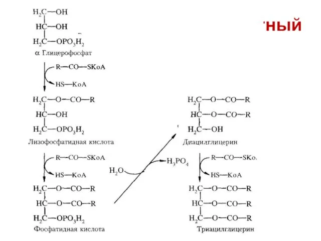 α-глицерофосфатный путь
