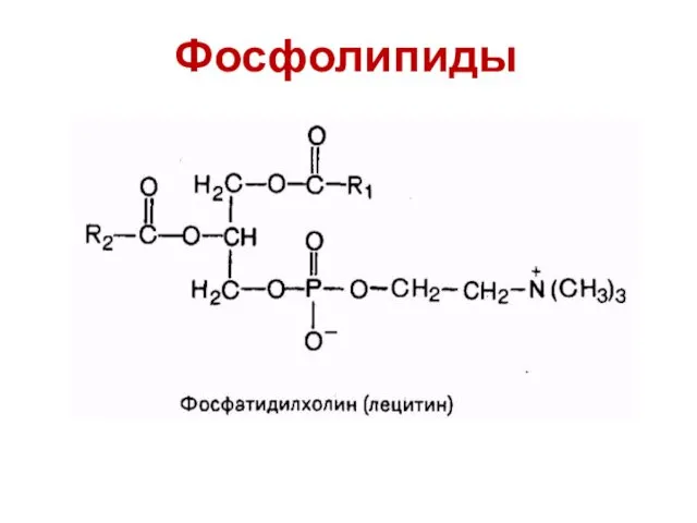 Фосфолипиды