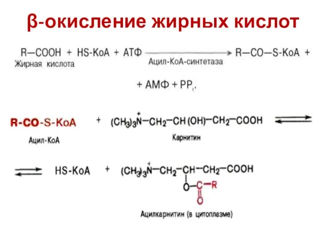 β-окисление жирных кислот