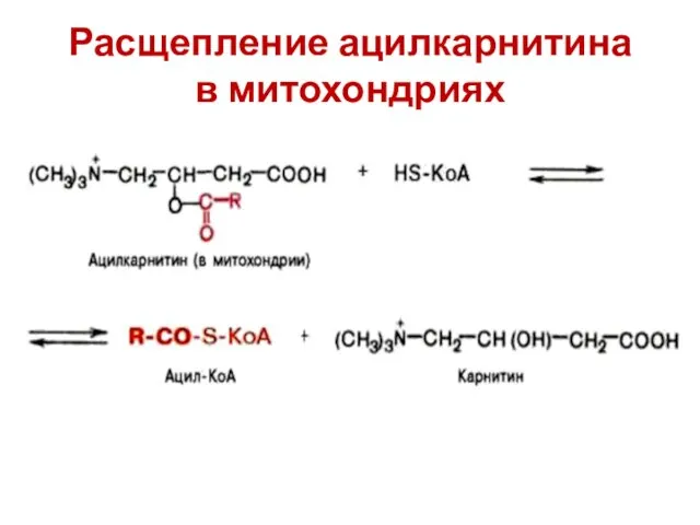 Расщепление ацилкарнитина в митохондриях