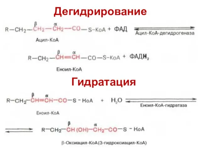 Дегидрирование Гидратация