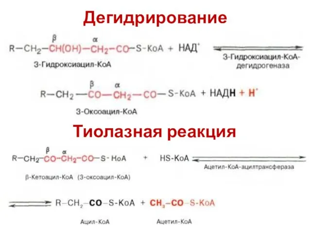 Тиолазная реакция Дегидрирование