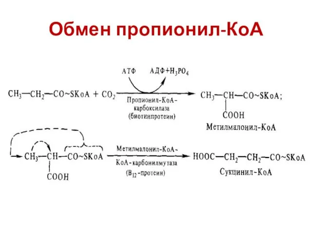 Обмен пропионил-КоА