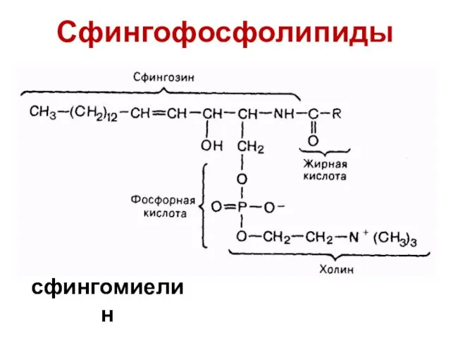 Сфингофосфолипиды сфингомиелин