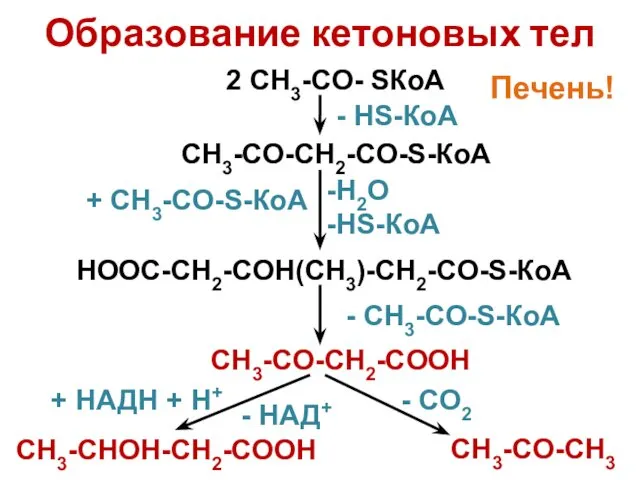 2 CH3-CO- SКоА Образование кетоновых тел CH3-CO-CH2-CO-S-КоА Н2О HS-КоА HOOC-CH2-COH(CH3)-CH2-CO-S-КоА CH3-CO-CH2-COOH