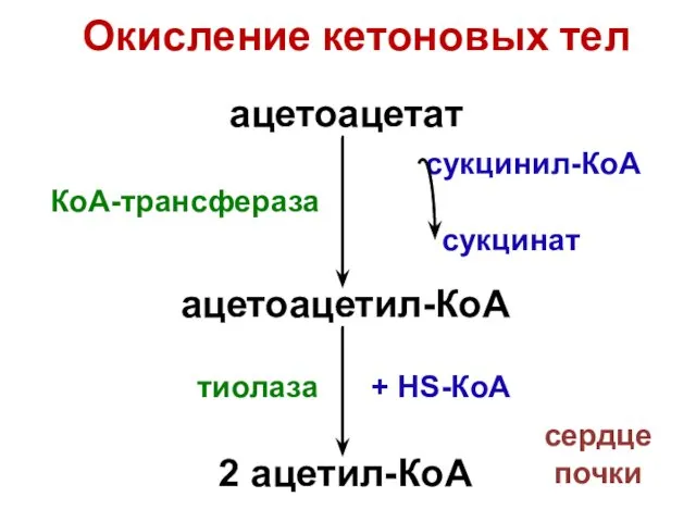 ацетоацетат ацетоацетил-КоА сукцинил-КоА сукцинат КоА-трансфераза тиолаза 2 ацетил-КоА + НS-КоА Окисление кетоновых тел сердце почки