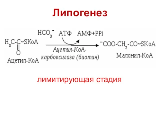 Липогенез лимитирующая стадия