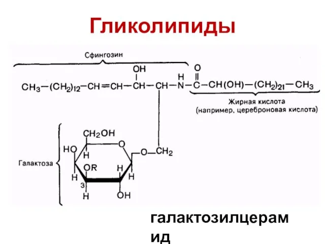 Гликолипиды галактозилцерамид