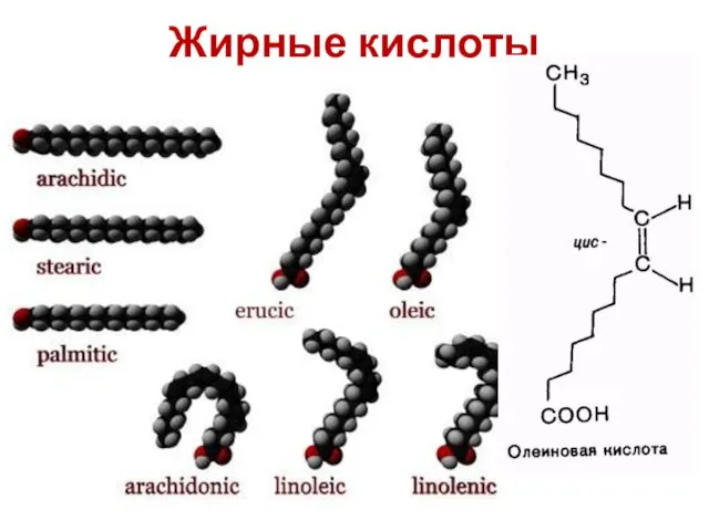 Жирные кислоты