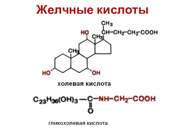 Желчные кислоты