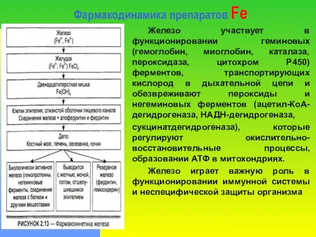 Фармакодинамика препаратов Fe Железо участвует в функционировании геминовых (гемоглобин, миоглобин, каталаза,