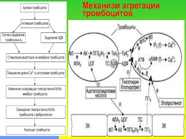 Механизм агрегации тромбоцитов