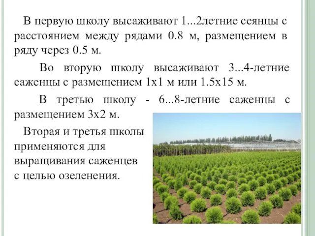 В первую школу высаживают 1...2­летние сеянцы с расстоянием меж­ду рядами 0.8