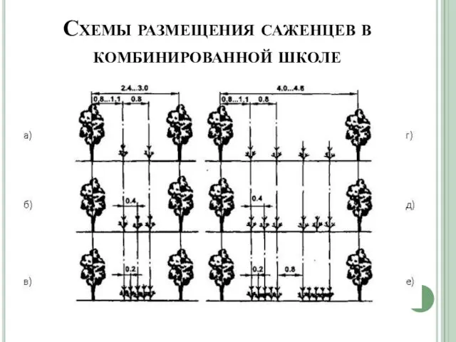 Схемы размещения саженцев в комбинированной школе