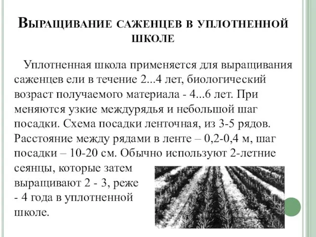 Выращивание саженцев в уплотненной школе Уплотненная школа применяется для выращивания саженцев