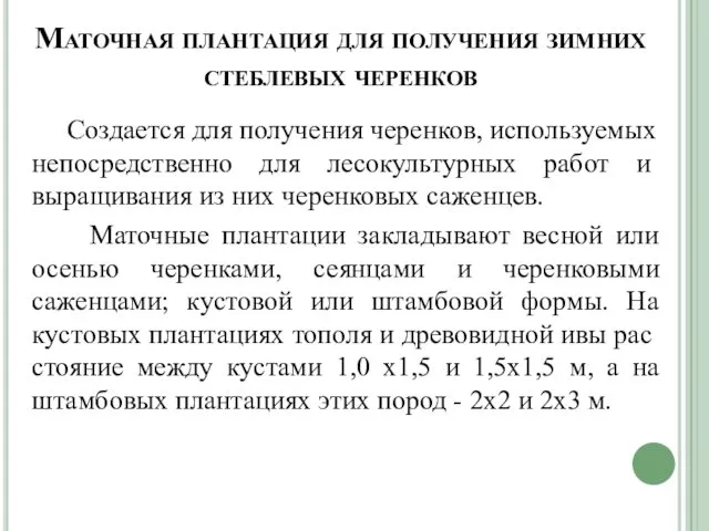 Маточная плантация для получения зимних стеблевых черенков Создается для получения черенков,