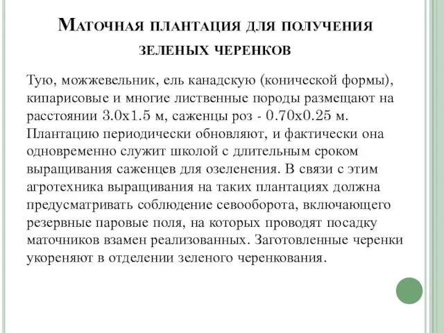 Маточная плантация для получения зеленых черенков Тую, можжевельник, ель канад­скую (конической