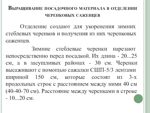 Выращивание посадочного материала в отделении черенковых саженцев Отделение создают для укоренения