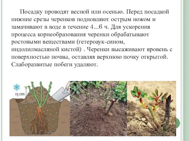 Посадку проводят весной или осенью. Перед посадкой нижние срезы черенков подновля­ют