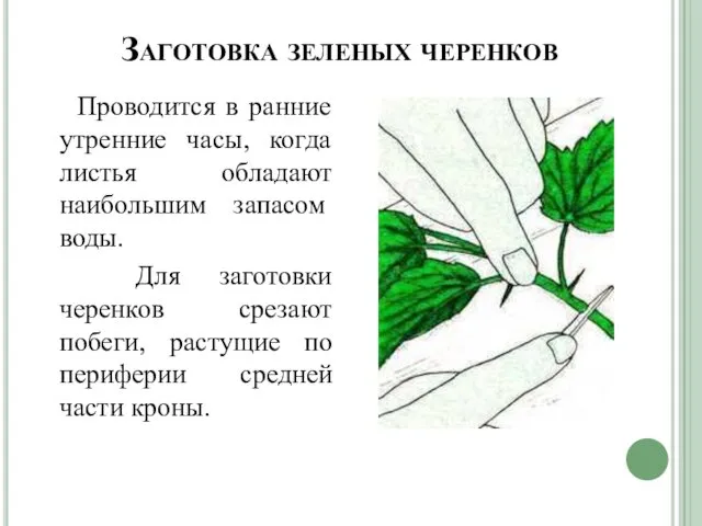 Заготовка зеленых черенков Проводится в ранние утренние часы, когда листья обладают