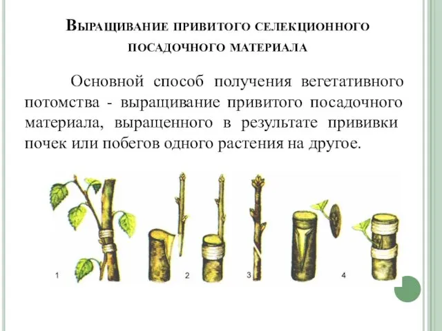 Выращивание привитого селекционного посадочного материала Основной способ получения вегетативного потомства -