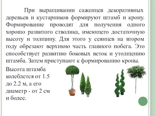 При выращивании саженцев декоративных деревьев и кустарников формируют штамб и крону.