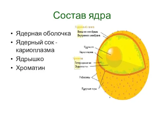 Состав ядра Ядерная оболочка Ядерный сок - кариоплазма Ядрышко Хроматин