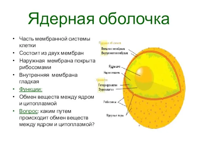 Ядерная оболочка Часть мембранной системы клетки Состоит из двух мембран Наружная