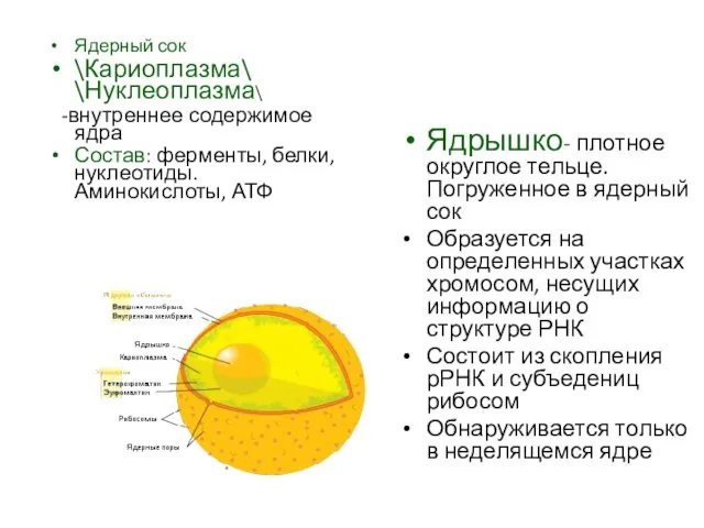 Ядерный сок \Кариоплазма\ \Нуклеоплазма\ -внутреннее содержимое ядра Состав: ферменты, белки, нуклеотиды.