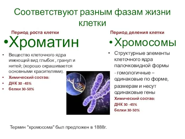 Соответствуют разным фазам жизни клетки Хроматин Вещество клеточного ядра имеющий вид