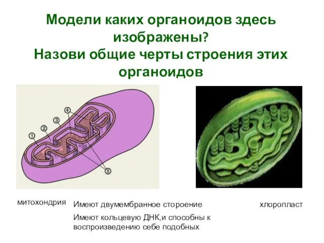 Модели каких органоидов здесь изображены? Назови общие черты строения этих органоидов