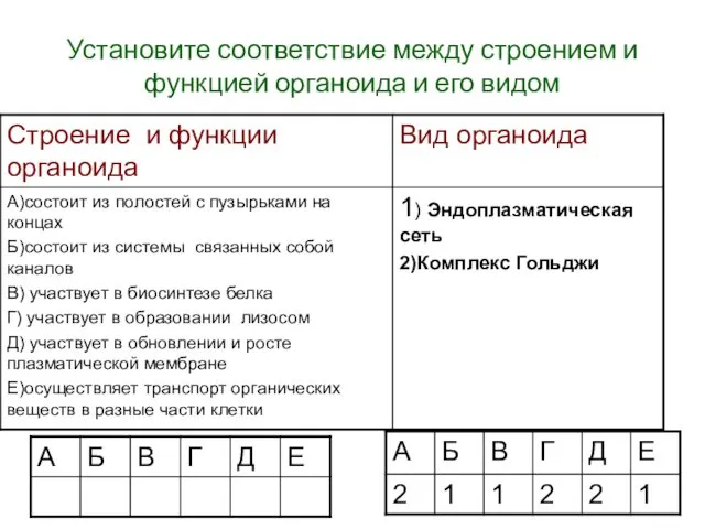 Установите соответствие между строением и функцией органоида и его видом