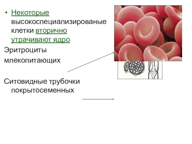 Некоторые высокоспециализированые клетки вторично утрачивают ядро Эритроциты млекопитающих Ситовидные трубочки покрытосеменных