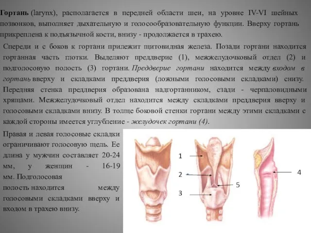 Спереди и с боков к гортани прилежит щитовидная железа. Позади гортани