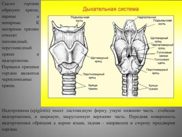 Скелет гортани образуют хрящи, парные и непарные. К непарным хрящам относят