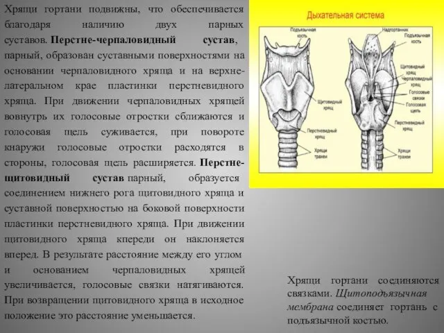 Хрящи гортани подвижны, что обеспечивается благодаря наличию двух парных суставов. Перстне-черпаловидный