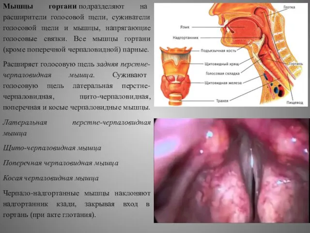 Мышцы гортани подразделяют на расширители голосовой щели, суживатели голосовой щели и